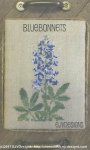 (image for) Bluebonnets